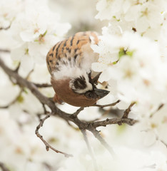 Sparrow in the flowers on the tree