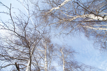 Fototapeta na wymiar birch against the blue sky