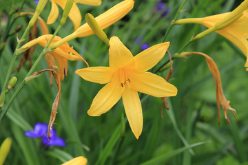 Obraz premium flowers