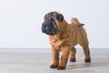 Side view of Shar pei puppy. 3 months. Sharpei dog
