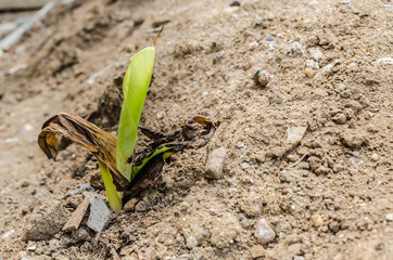 banana shoot growth in bad pollution