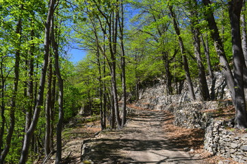 Terrasse forestière
