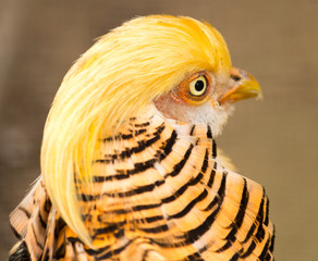 Portrait of a handsome male pheasant