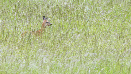 Ein Reh (Capreolus capreolus) auf einer Wiese am Waldrand