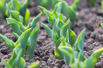 green leaves of a tulip in nature