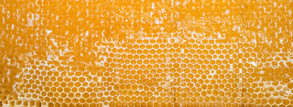 Eine frisch geöffnete Honigwabe mit leckerem Honig 