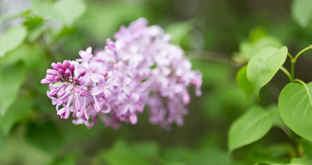 beautiful lilac flowers in nature