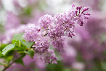Obraz na płótnie Canvas beautiful lilac flowers in nature