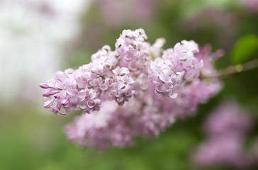 beautiful lilac flowers in nature