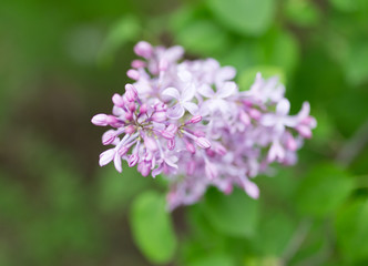 beautiful lilac flowers in nature