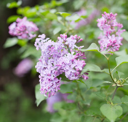 Obraz premium beautiful lilac flowers in nature