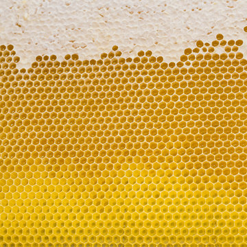 Eine Honigwabe, welche oben fertig verschlossen ist, mittig noch von Bienen gefüllt wird und unten noch keinen Honig enthält