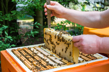 Eine Honigwabe wird zur Honigernte dem Bienenstock entnommen - obrazy, fototapety, plakaty
