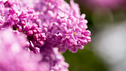 Obraz premium beautiful lilac flowers in nature