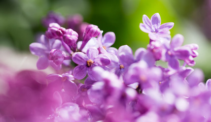 beautiful lilac flowers in nature