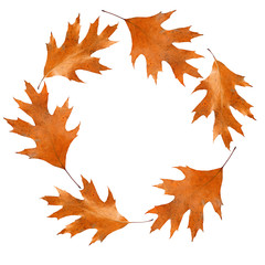 Autumn dry leaves shaped as round frame isolated on white