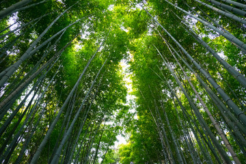 Obraz na płótnie Canvas 嵐山の竹林