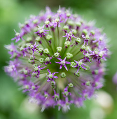 beautiful blue flower on nature
