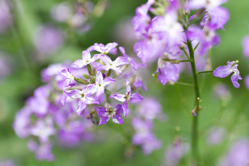 Obraz premium piękny niebieski kwiat na naturze
