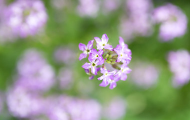 beautiful blue flower on nature