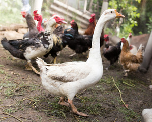portrait of a goose on a farm