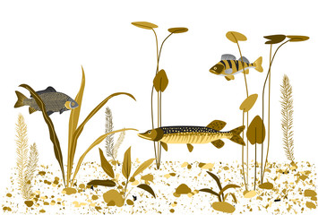 River, lake underwater world. Vector background.
