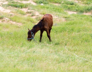 a horse in a pasture in nature