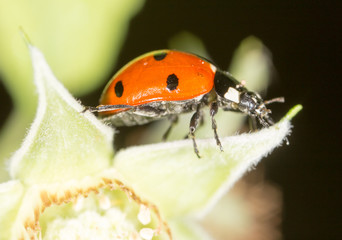 ladybug on a plant in the nature
