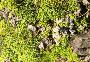 green moss on nature. close-up