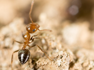 little ant in nature. super macro