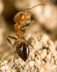 little ant in nature. super macro