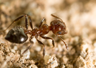 little ant in nature. super macro