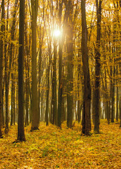  autumn forest