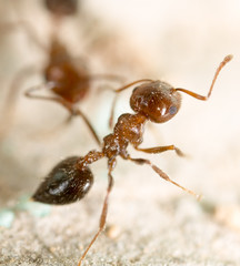 little ant in nature. super macro