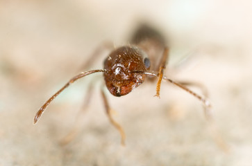 little ant in nature. super macro