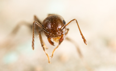 little ant in nature. super macro