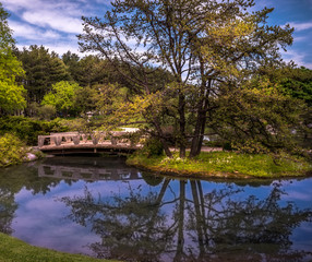 Tree reflected on the water