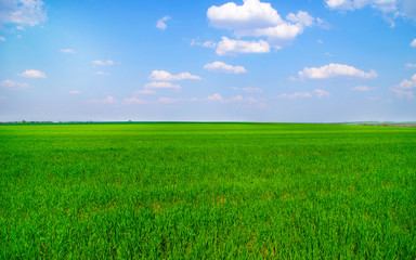 Obraz premium green field