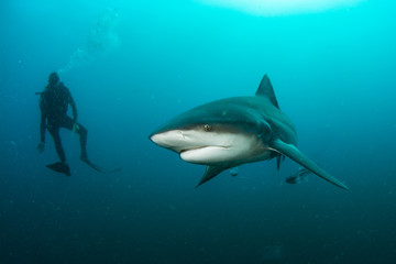 Fototapeta premium giant bull shark / Zambezi Shark swimming in deep blue water
