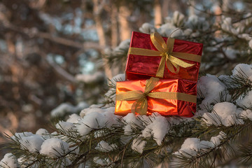 gifts for Christmas and the new year lying on the branches of spruce trees snow