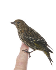 The pine siskin, Spinus pinus, a North American bird in the finch family perched on human finger isolated on white, side profile view