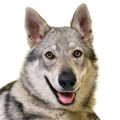 Chien-loup tchécoslovaque 