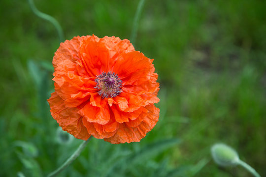 Fototapeta Summer background with big poppy flower