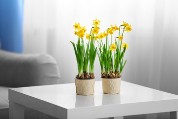 Blooming narcissus flowers on table indoors - obrazy, fototapety, plakaty