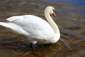 White swan