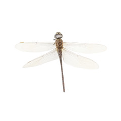 Dragon-Fly Isolated
