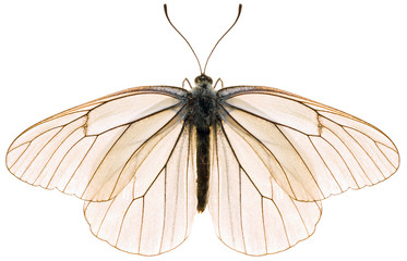 De zwart-geaderde witte Aporia crataegi prachtige vlinder geïsoleerd op een witte achtergrond, dorsale weergave.