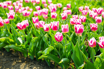 Beautiful colorful tulip fields
