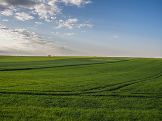 Fototapeta na wymiar Linia horyzontu nad zielonymi polami uprawnymi