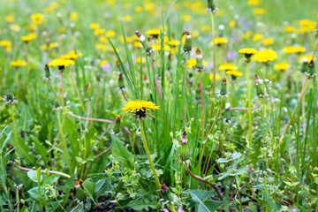 Dandelions on green meadow